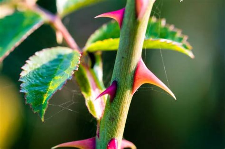 Do thorns have poison in them?