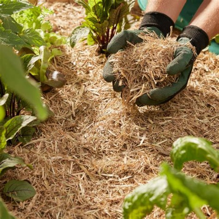 Is sugar cane mulch good for worm farm?
