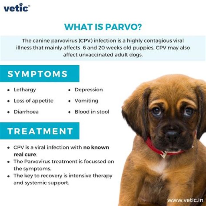 What animal does parvo come from?