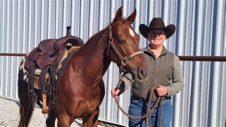 What is a homebred horse?